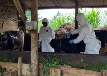 Perlunya Prinsip Kehati-hatian dalam Berkurban di Tengah Wabah Penyakit Mulut dan Kuku