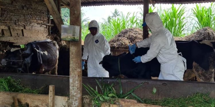 Perlunya Prinsip Kehati-hatian dalam Berkurban di Tengah Wabah Penyakit Mulut dan Kuku