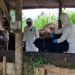Perlunya Prinsip Kehati-hatian dalam Berkurban di Tengah Wabah Penyakit Mulut dan Kuku