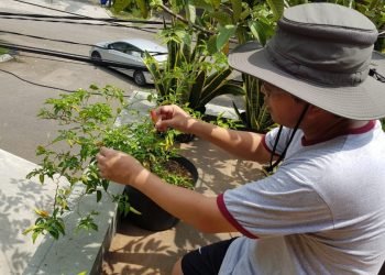 Pemanfaatan area pekarangan rumah untuk menyokong pemenuhan pangan sehari-hari