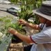 Pemanfaatan area pekarangan rumah untuk menyokong pemenuhan pangan sehari-hari