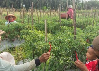 Petani LDII Kalbar. (LINESKalbar).